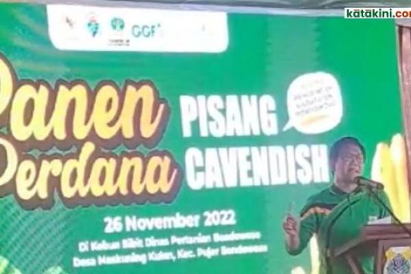 Menteri Desa, Pembangunan Daerah Tertinggal dan Transmigrasi, Abdul Halim Iskandar saat Panen Perdana Pisang Cavendish di Bondowoso. (Foto: Humas Kemendes PDTT) 