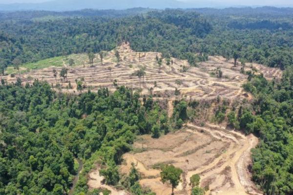 Dokumentasikan perusakan sekitar 2.224 hektar hutan hujan yang terus terjadi di dalam konsesi PT. Nia Yulided Bersaudara (PT.NYB) hingga September 2022 (Foto: RAN)