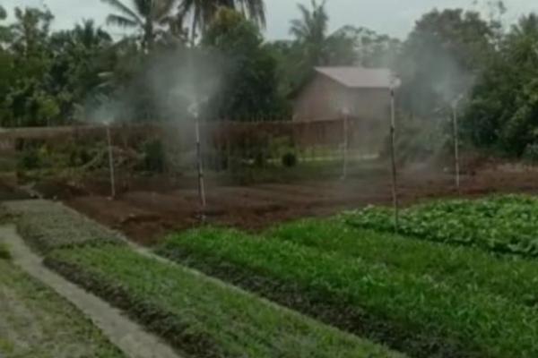 Alumni Magang P4S Bali Implementasikan Teknologi Smart Farming pada Sayuran Organik