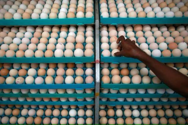 Malaysia Kekurangan Telur, India Jadi Pengekspor Tertinggi