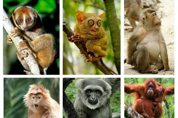 30 Januari Hari Primata Indonesia, Keprihatinan Maraknya Perdagangan Primata Ilegal