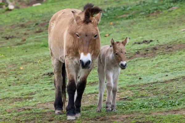 Terancam Punah, DNA Kuda Przewalksi Dikloning dan Dilahirkan dari Induk Pengganti