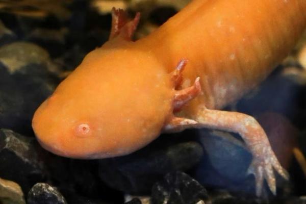 Salamander Axolotl, Reptil yang Bisa Sembuhkan Diri Terancam Punah di Meksiko