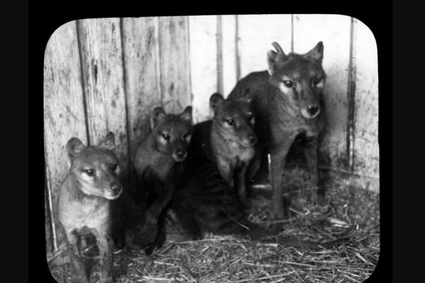 Punah Sejak Tahun 1930, Upaya Ilmuwan Hidupkan Kembali Harimau Tasmania