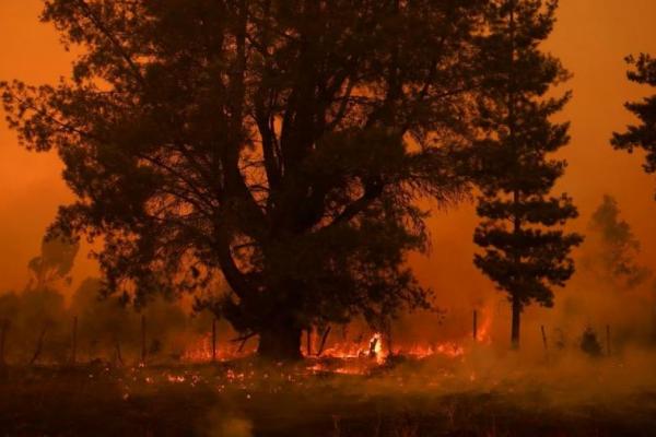 Sedikitnya 23 Orang Tewas Akibat Kebakaran Hutan di Chile