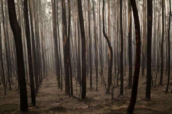 Chili Masih Berjuang Padamkan Kebakaran Hutan yang Tewaskan 26 Orang