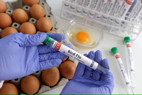 Chili Mendeteksi Kasus Pertama Flu Burung pada Manusia