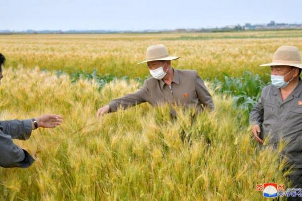 Atasi Krisis Pangan, Kim Korea Utara Tuntut Lebih Banyak Lahan Pertanian