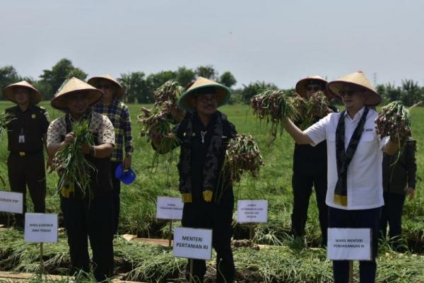 Mentan SYL dan Wamendag Panen Raya dan Lepas Pasokan Bawang Merah Ke Ibukota