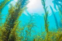Ini Ikhtiar KKP Menuju Hilirisasi Rumput Laut