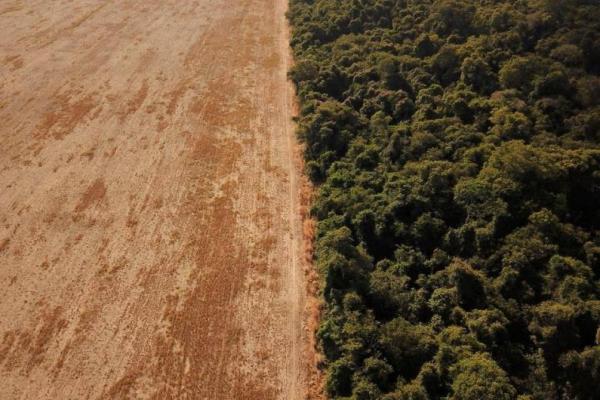 Meningkat selama Maret, 356 Kilometer Persegi Hutan Amazon Dideforestasi