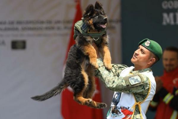 Mati Saat Gempa, Turki Gantikan Anjing Pelacak Milik Tentara Meksiko