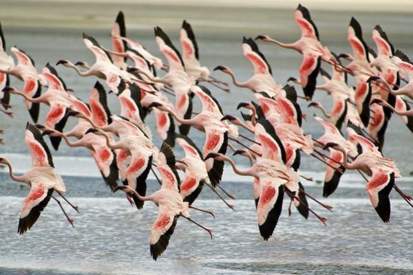 13 Mei Hari Burung Bermigrasi Sedunia, Berkembang Biak ke Iklim yang Lebih Hangat