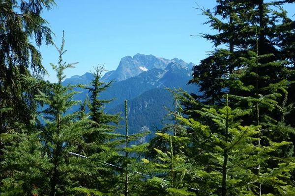 Dua Hari Tersesat di Hutan Belantara, Remaja Ini Berhasil Keluar dengan Selamat