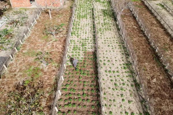 Gelombang Panas dan Kekeringan, Petani Tunisia Berjuang untuk Bertahan Hidup