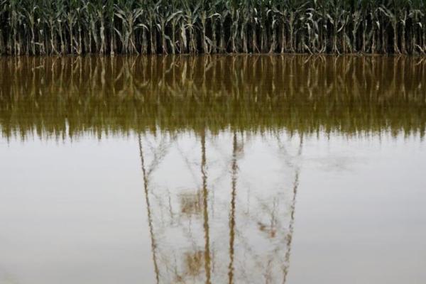 Banjir China Merusak Tanaman Padi dan Jagung; Picu Kekhawatiran Inflasi Pangan