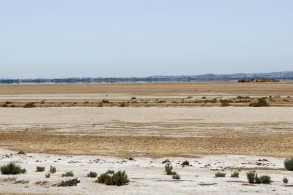 Perubahan Iklim Mendorong Migrasi Burung dari Lahan Basah Tunisia yang Mengering
