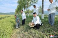 Khawatir Kurang Pangan, Kim Jong Un Kunjungi Pertanian yang Dilanda Topan