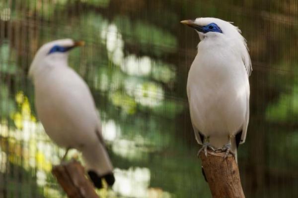 Myna Bali dan Satwa Lain yang Diperdagangkan, Kini Aman di Kebun Binatang AS