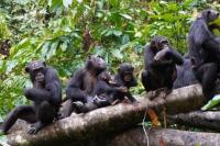 Para Ilmuwan Amati Simpanse Gunakan Taktik Perang Mirip Manusia