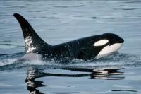 10 Ekor Paus Orca Terjebak di Bongkahan Es Laut Jepang