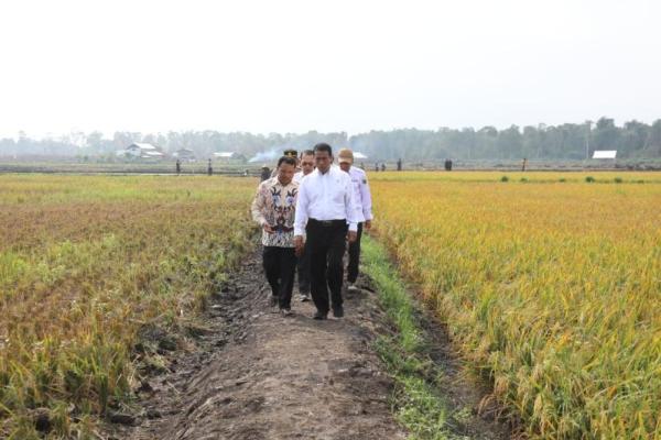 Optimalkan Lahan Rawa, Mentan Amran Libatkan Anak Muda dan Penyuluh