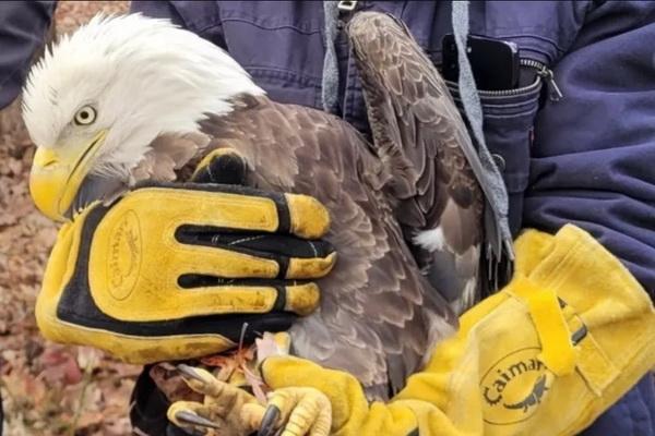 Elang Botak, Burung Ikonik Amerika Serikat yang Terluka Diselamatkan Petugas