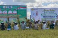 Wakil Menteri Pertanian (Wamentan), Harvick Hasnul Qolbi melakukan panen padi di Kabupaten Manokwari dan mendorongnya menjadi lumbung pangan di Provinsi Papua Barat. (Foto: Kementan)