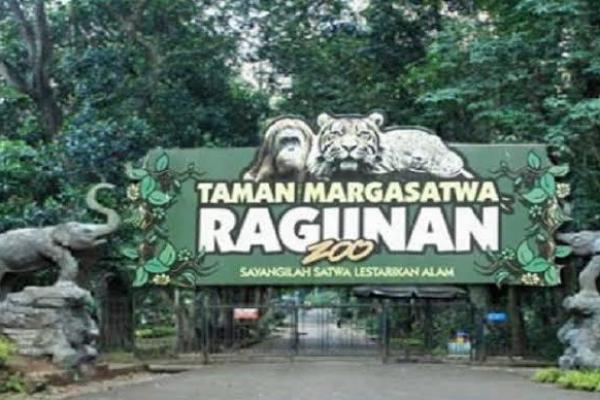 Dipadati Wisatawan, Ragunan Tunda Libur Satwa