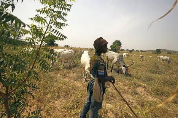 Bentrok Gembala dan Petani, Sedikitnya 113 Orang Tewas di Nigeria Tengah