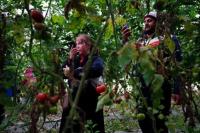 Relawan Asing Gantikan Pekerja yang Kabur dari Pertanian Israel