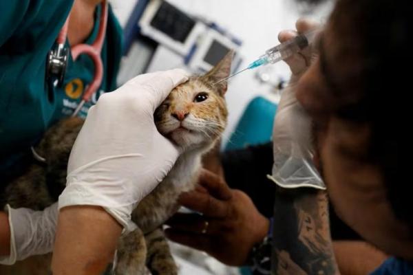 Dokter Hewan Chile Bantu Anjing, Kucing, dan Kelinci yang Terluka akibat Kebakaran Hutan