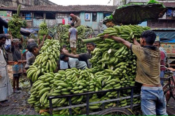 Rusia Impor Pisang India karena Ekuador Tukar Perangkat Militernya dengan Buatan AS