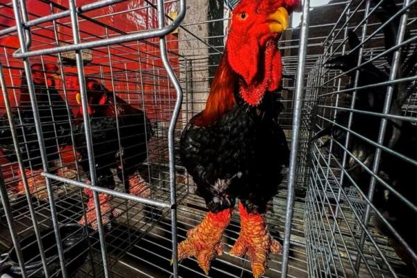 Ayam Langka Berkaki Naga dari Vietnam Jadi Incaran Hidangan Imlek