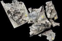 Fosil Reptil Terbang, Sepupu Dinosaurus, Ditemukan di Pantai Skotlandia