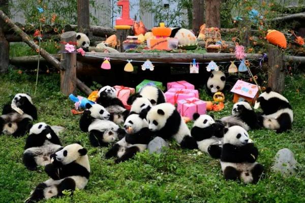Memulai Era Baru Diplomasi, Tiongkok Kirim Lebih Banyak Panda ke AS