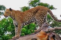 Ingin Tahu Jumlah Pasti, KLHK Survei Populasi Macan Tutul Jawa