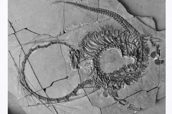 Ilmuwan Skotlandia Temukan Fosil Naga China Berusia 240 Juta Tahun